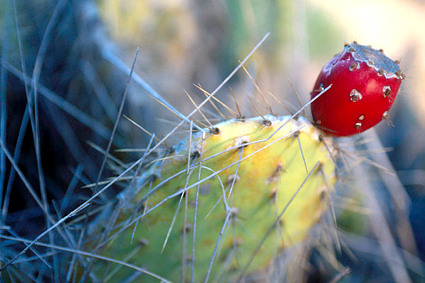 Coastal Prickly Pear Cactus, Opuntia littoralis