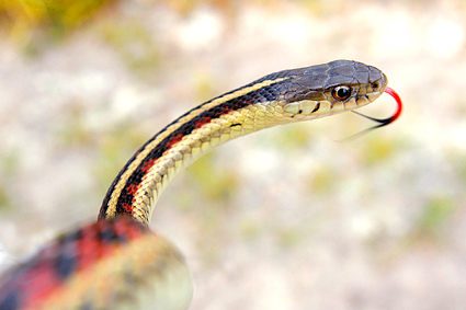 Terrestrial Garter Snake