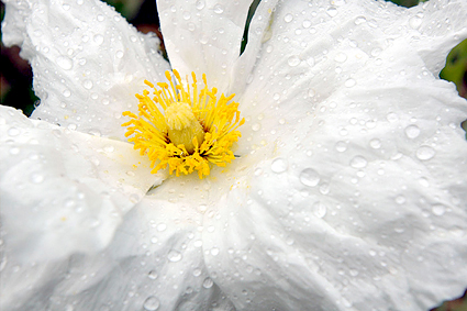 Matilija Poppy, Romneya coulteri