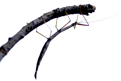 Walking Stick, order Phasmatodea