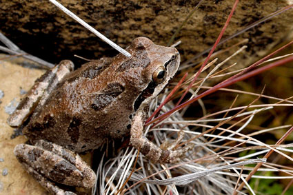 Pacific Tree Frog, Hyla regilla